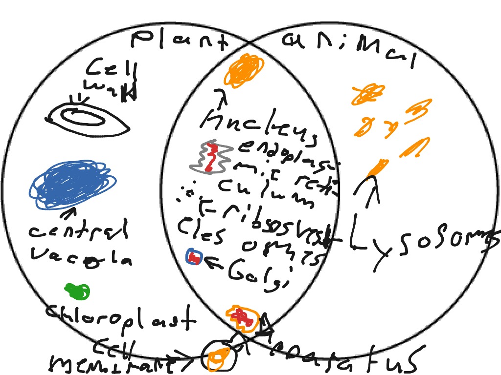 Venn diagram | Science, Biology, Cells, Cells- Plant And ...