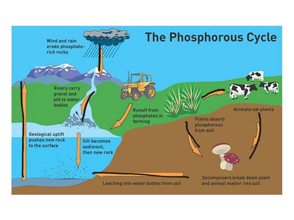 phosphorus-cycle-science-showme