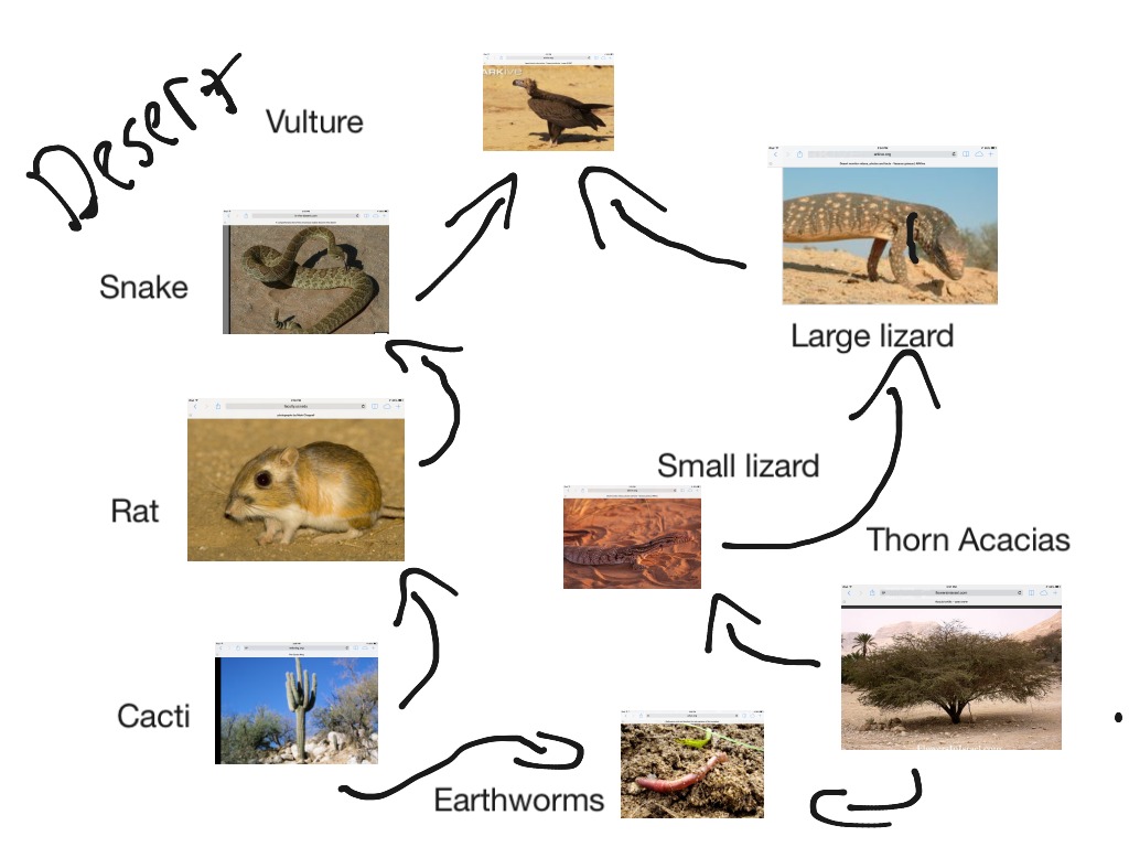 Desert Food Chain Pictures Food Chain Food Web Food Webs Projects