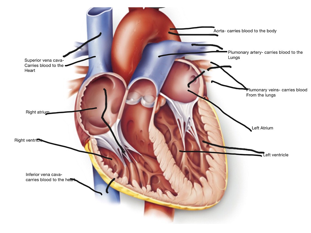 How Blood Flows Through The Heart Anatomy Physiology Science Showme