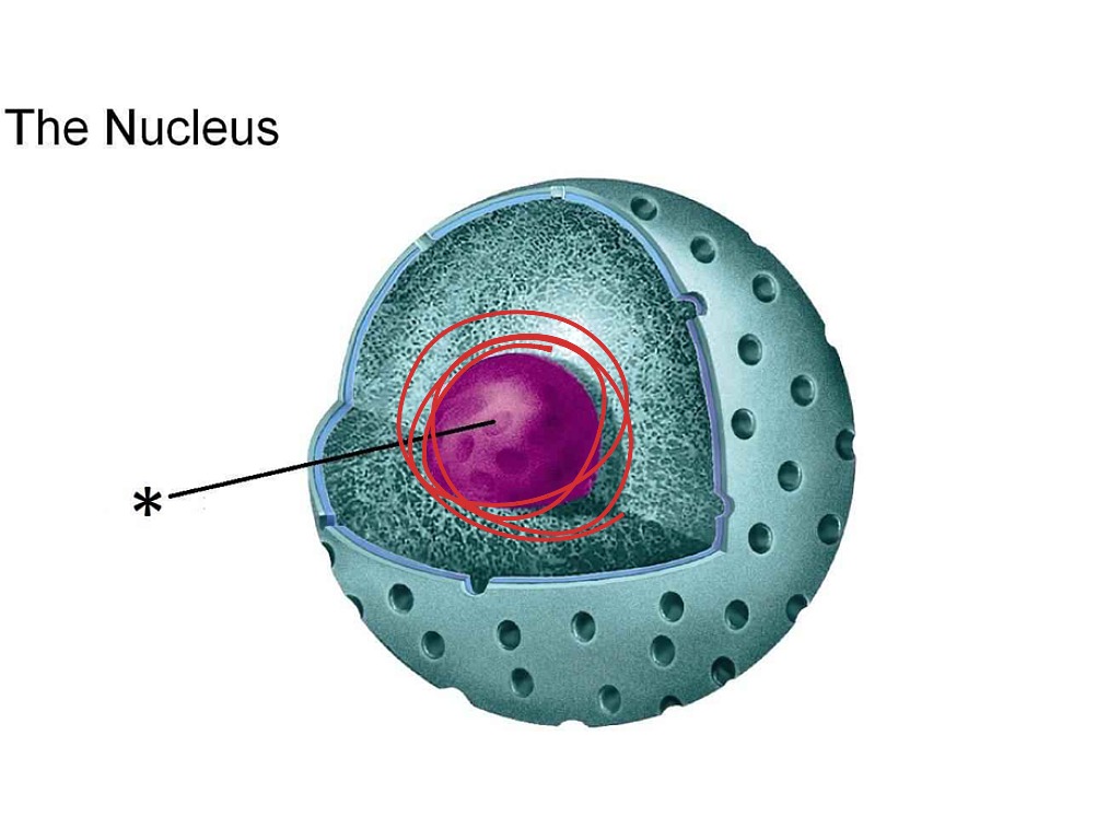Ядро клетки рисунок