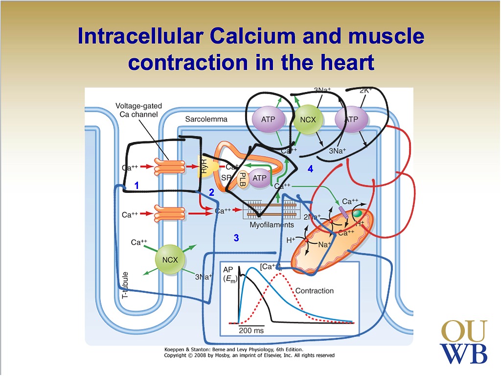 Intracellular Calcium Science Health Showme