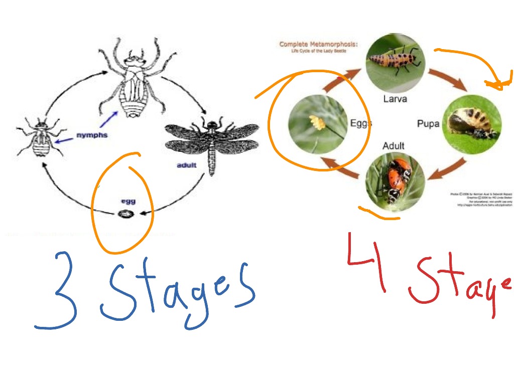 Difference Between Complete And Incomplete Metamorphosis Science ShowMe