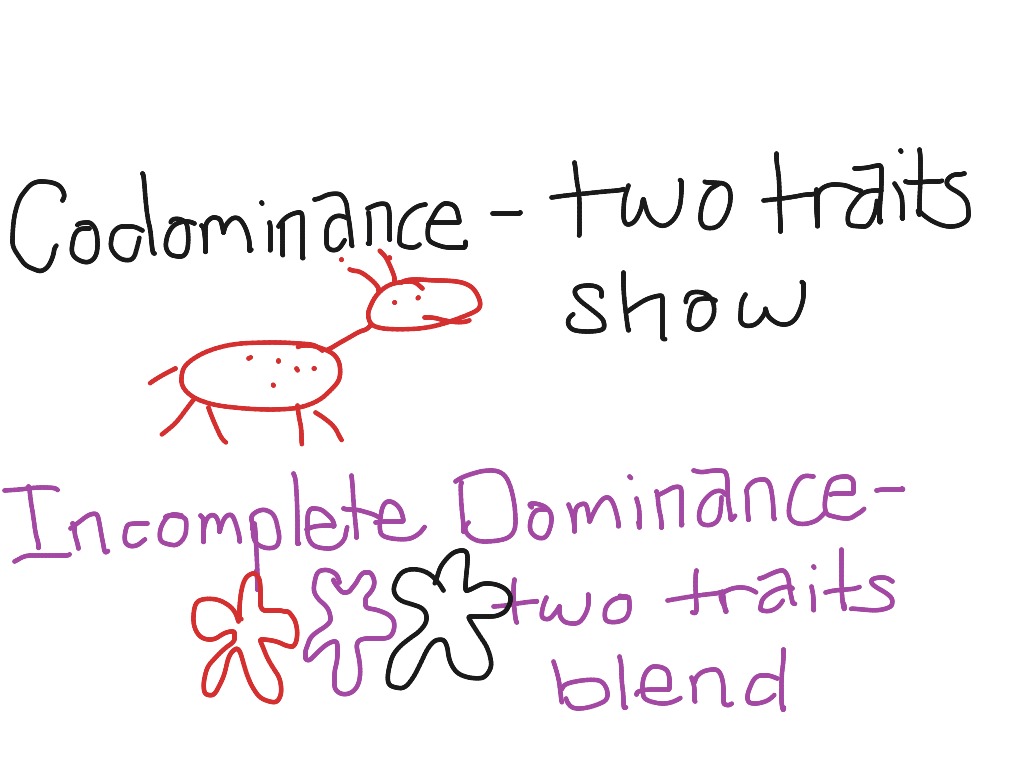 incomplete dominance definition biology quizlet