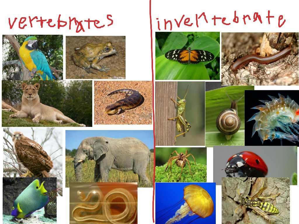 Vertebrates and invertebrates! | Science | ShowMe