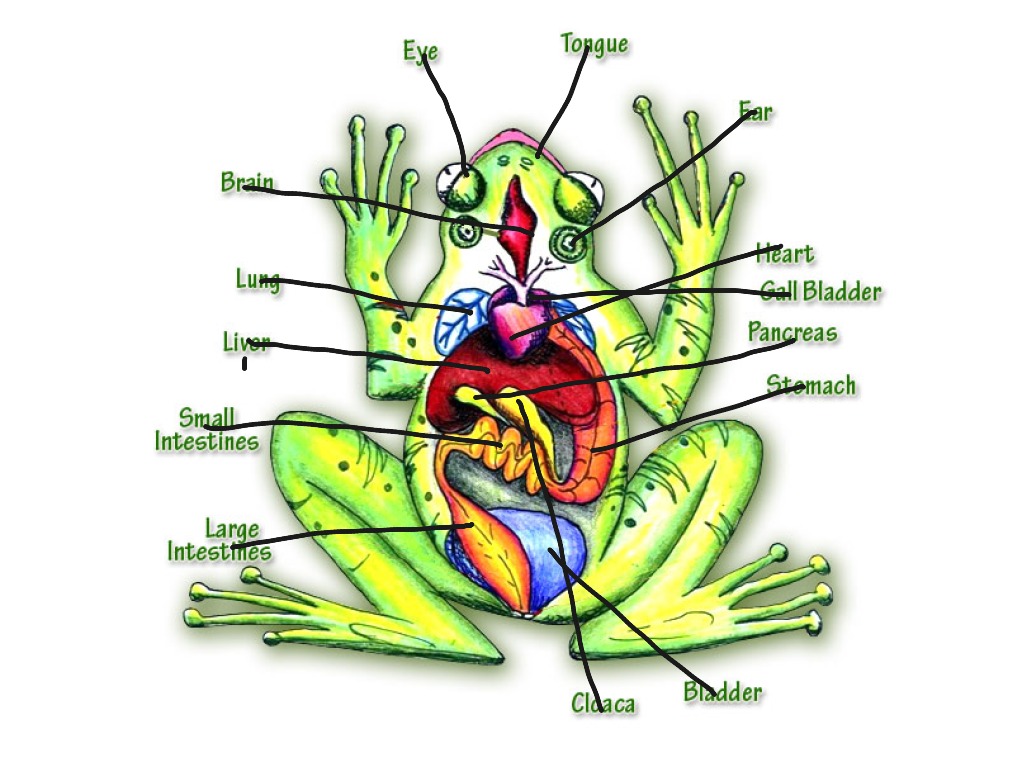 Anatomy of a frog | Science | ShowMe