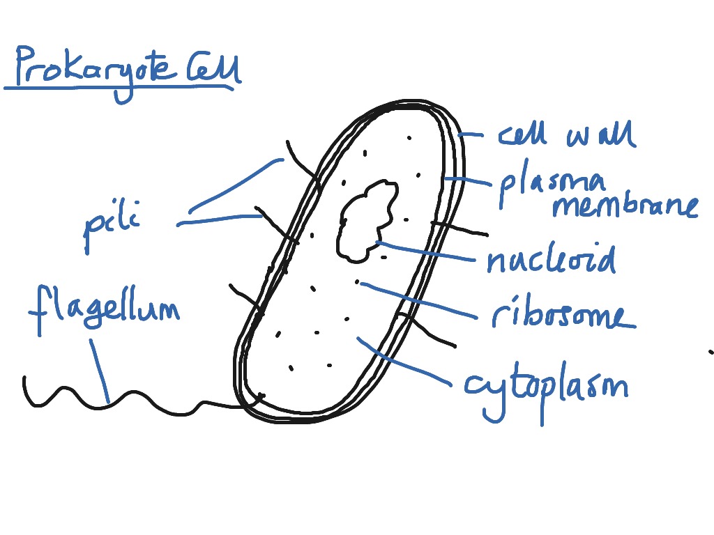 Prokaryotic Cell Drawing With Color Cells Eukaryotic Prokaryotic