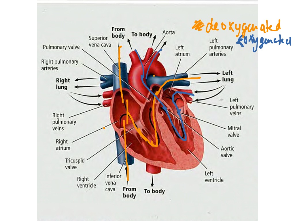Blood Flow Through The Body Science Biology Showme