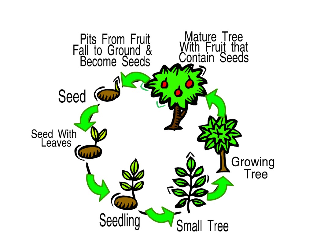 Life cycle of a mature tree | Life Cycle | ShowMe