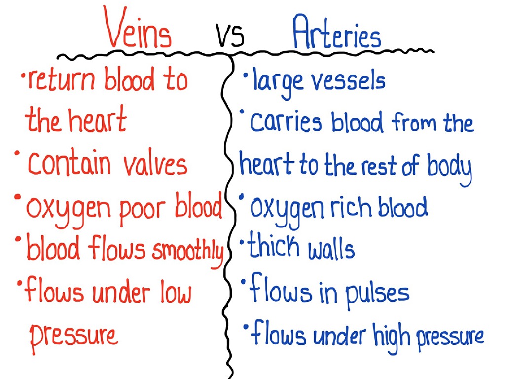 veins-vs-arteries-science-biology-anatomy-veins-human-body-showme