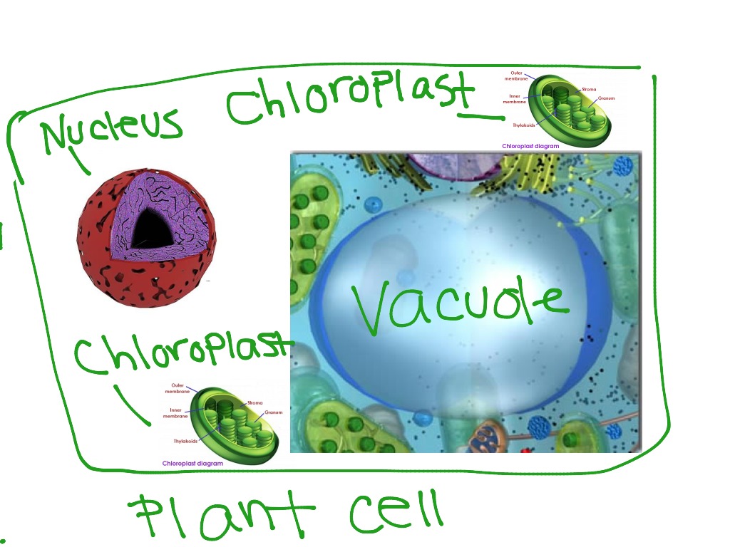 A central vacuole of a mature plant cell information