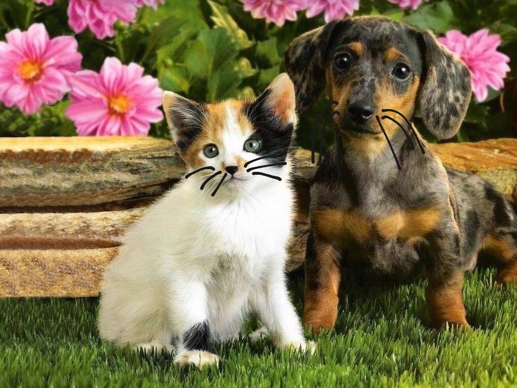 Cute Baby Animals | Animals, Cute Puppys, Kittys | ShowMe