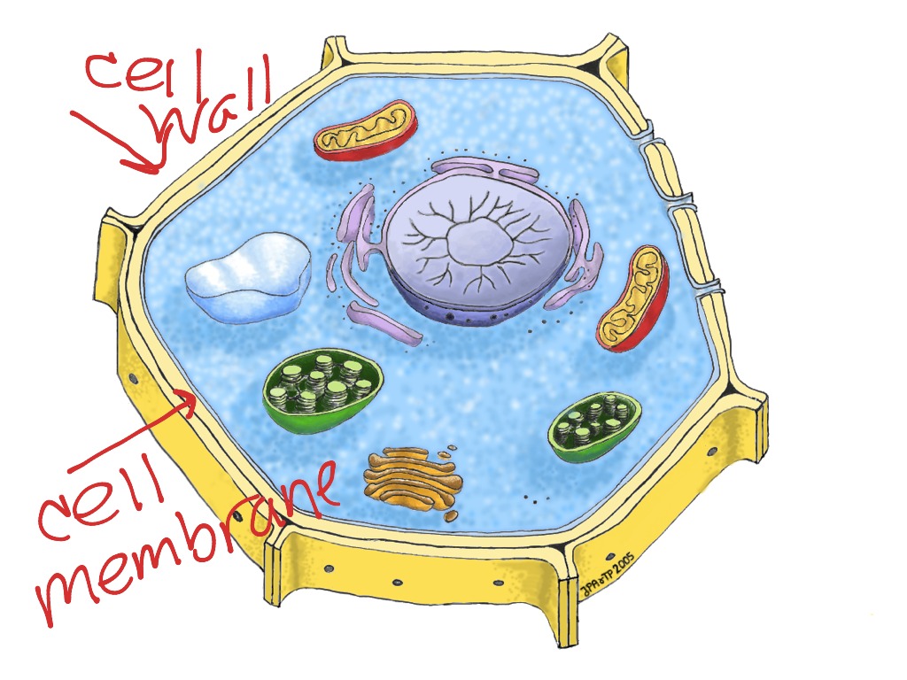 Plant cell | Science | ShowMe