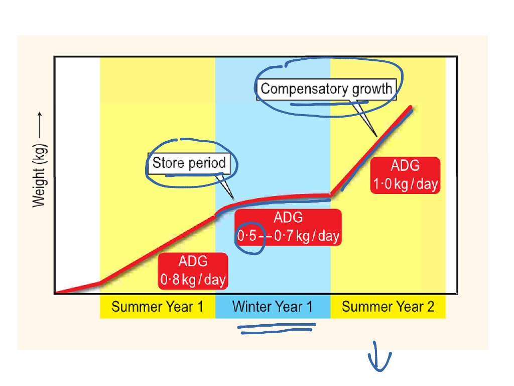 compensatory-growth-science-showme