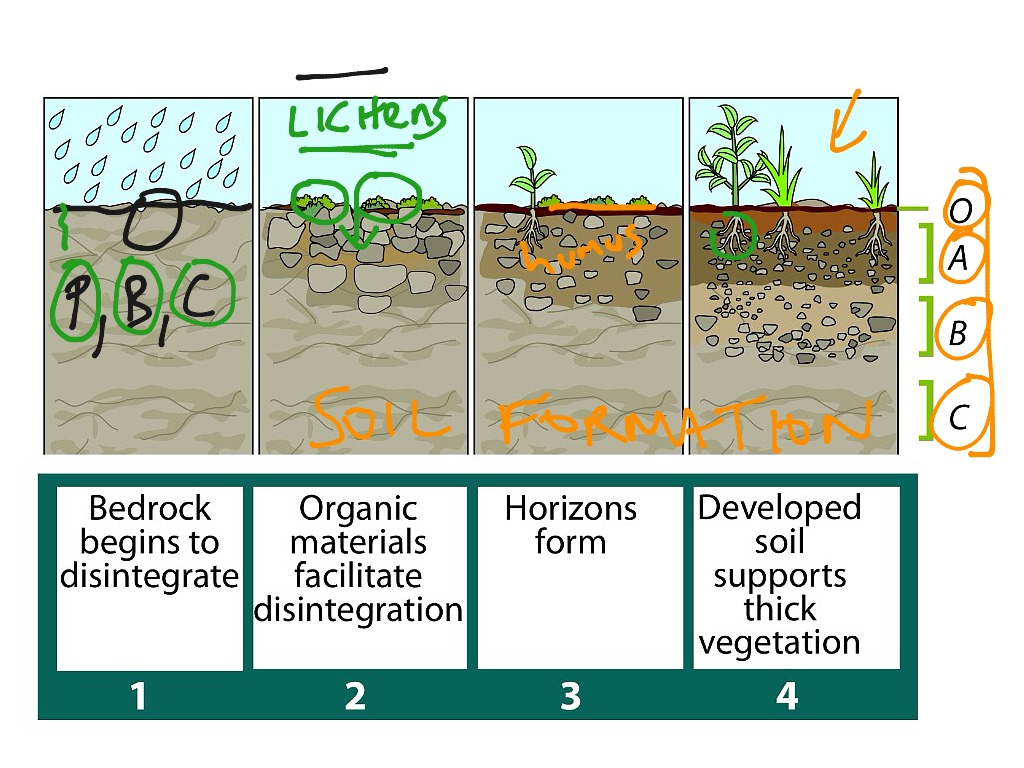 Soil formation | Science | ShowMe
