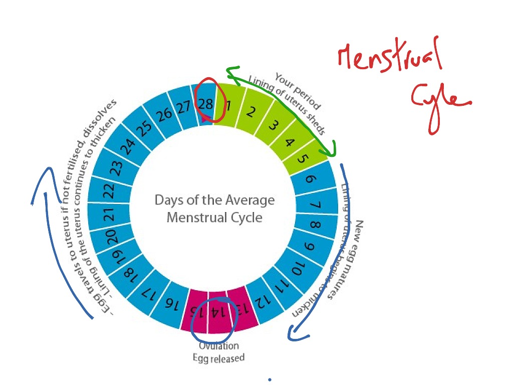 С какого дня считается цикл месячных. Цикл менструационного цикла. Месячные цикл. Менструальный цикл круг. Женские циклы месячные.