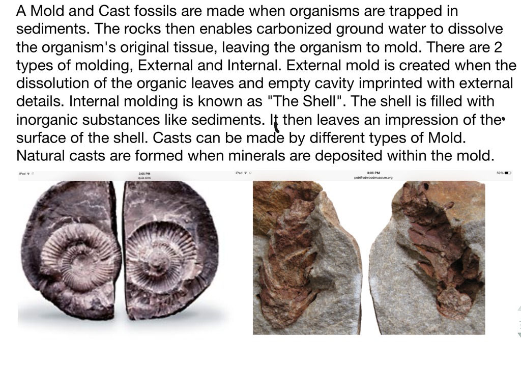 mold and cast fossils