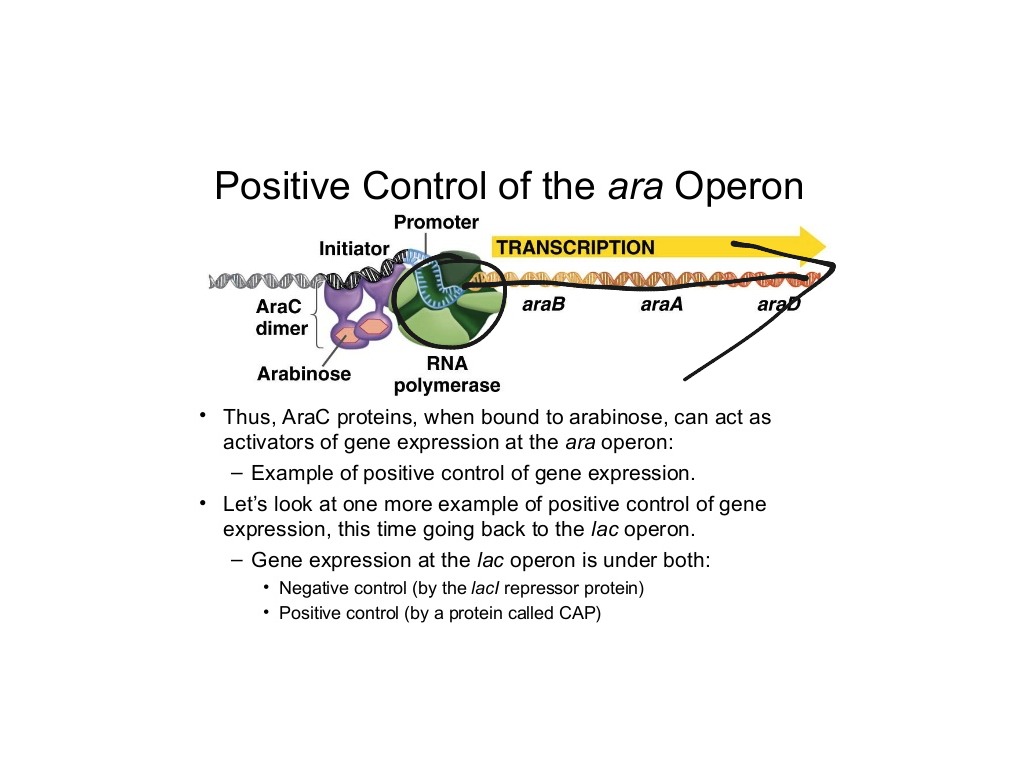 positive and negative control