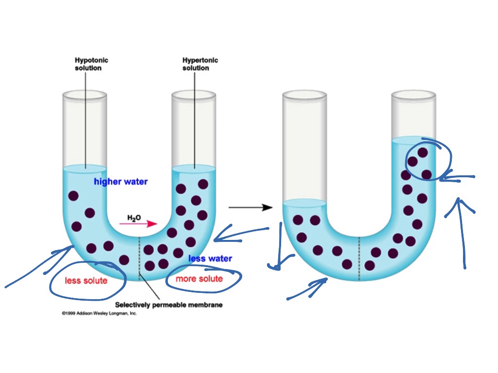 Osmosis. Osmosis and osmotic Pressure. Define osmotic Pressure.