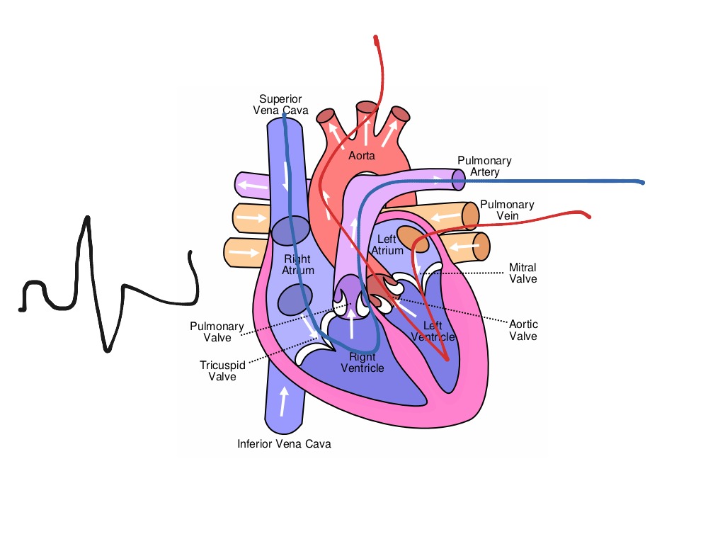 The heart | Science, Biology, anatomy, Nerves | ShowMe