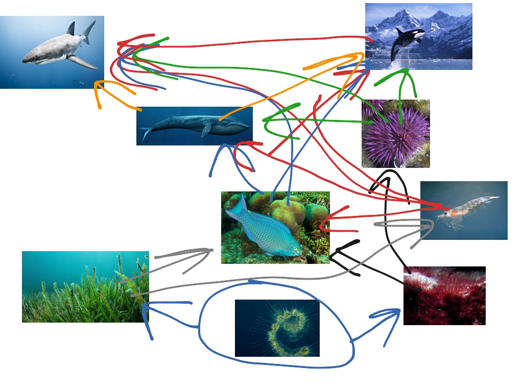 Topic - Food Webs | ShowMe Online Learning