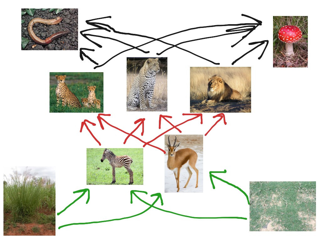 woodpecker foodweb Biology Diagrams
