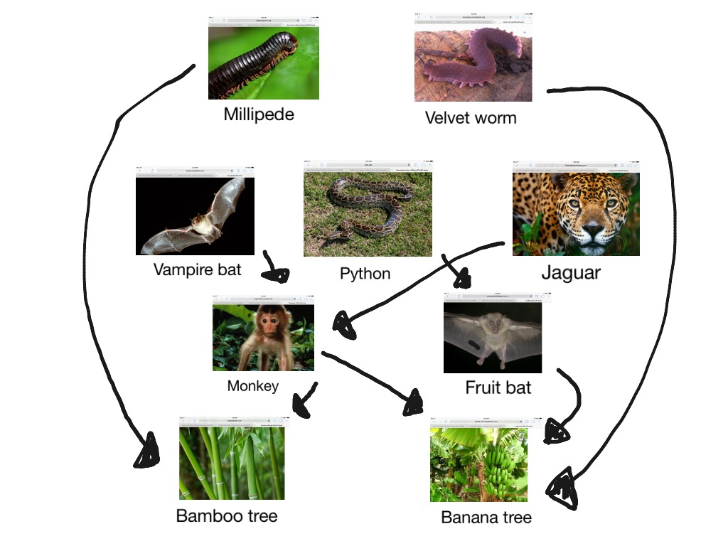 Tropical forest food web