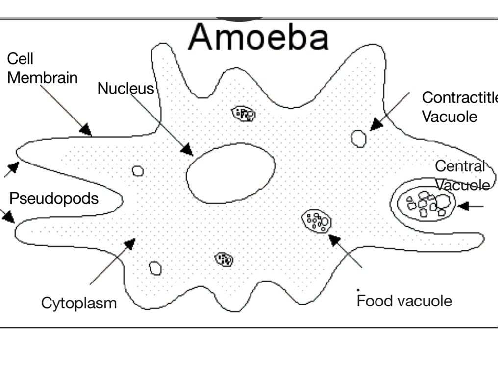 Вакуоль амеба. Строение амебы обыкновенной. Amoeba structure. Амёба обыкновенная рисунок. Операционная система амёба.