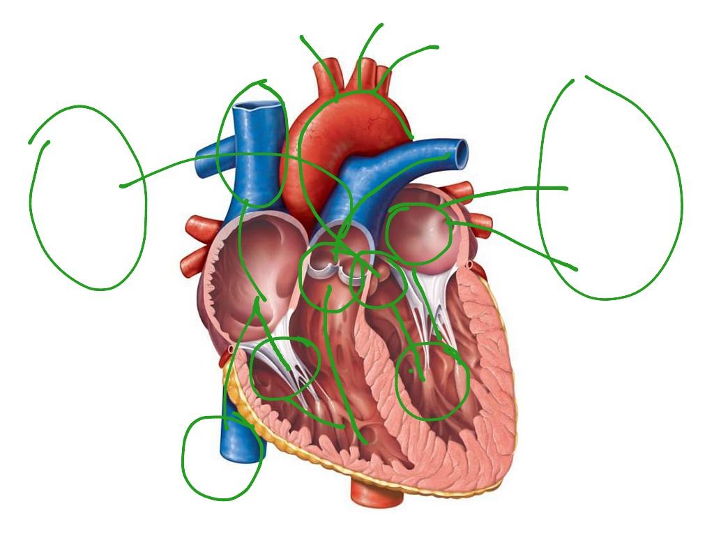 Heart science