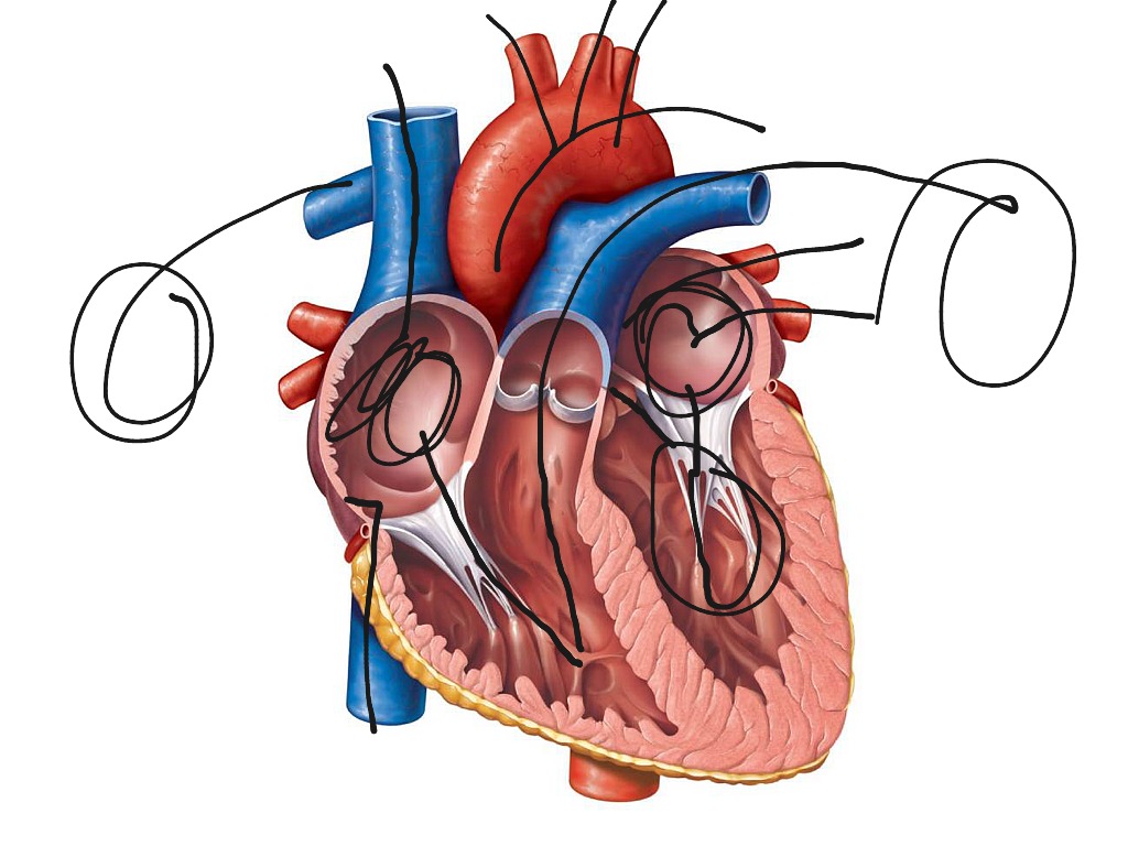 Dakotas heart description | Science, anatomy, Human-body | ShowMe