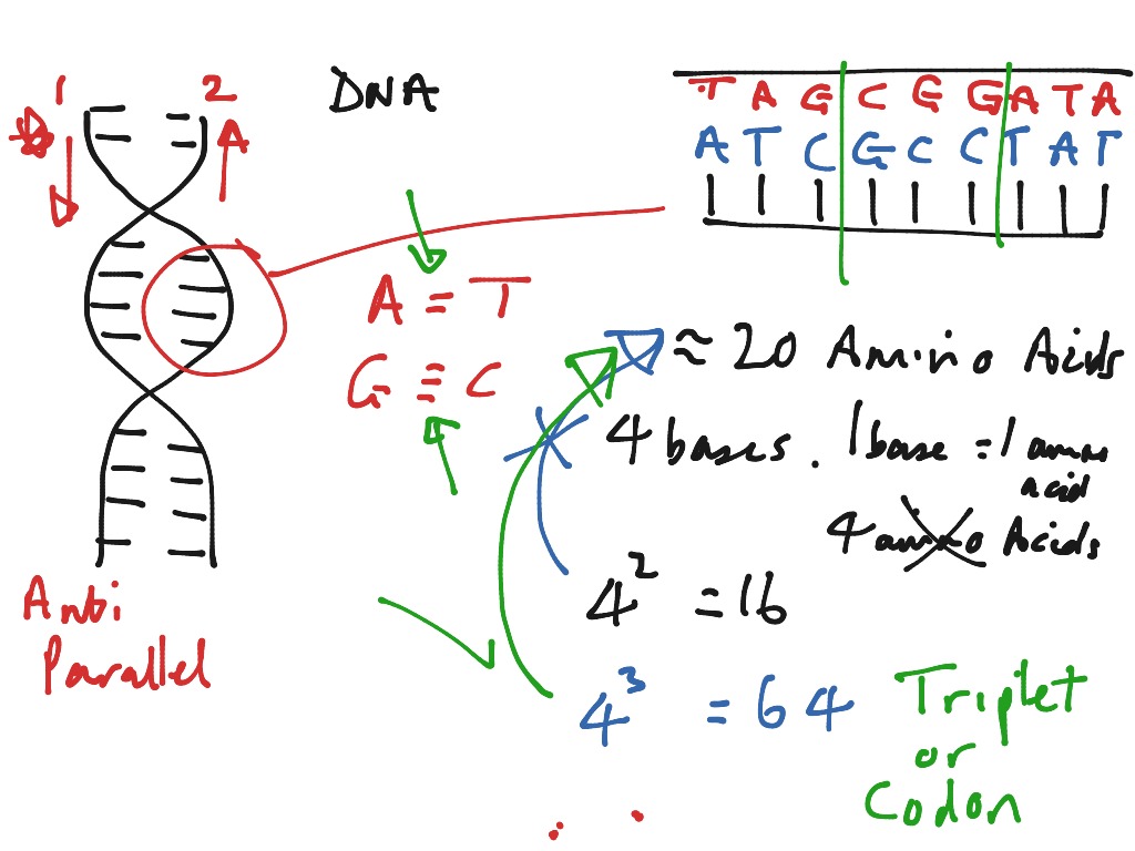 triplet-code-science-biology-dna-showme