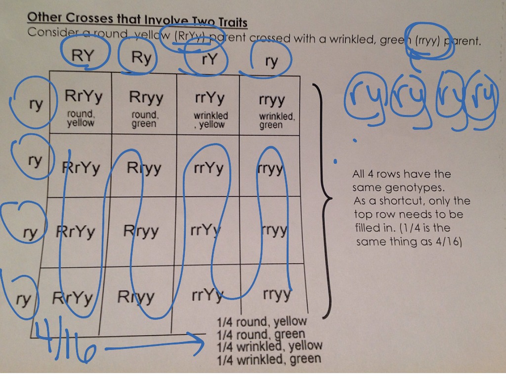 ShowMe - dihybrid cross