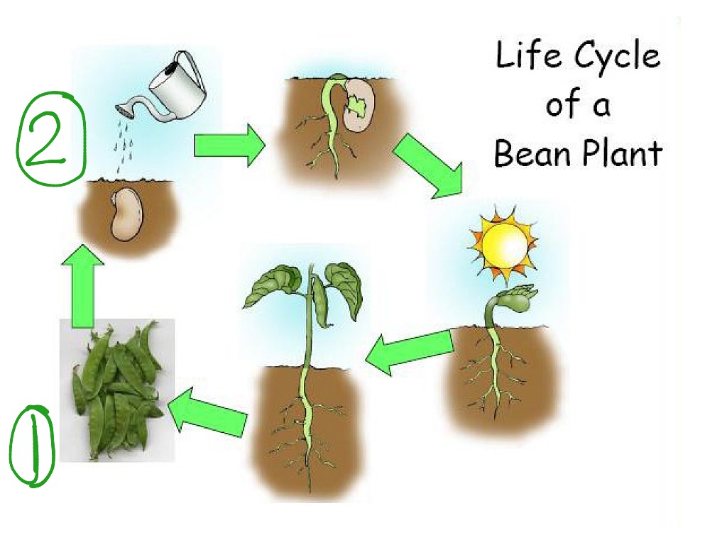 Plant cycle. Цикл растений для детей. Жизненный цикл растений для детей. Жизненный цикл растений для дошкольников. Жизненный цикл растений картинки для детей.