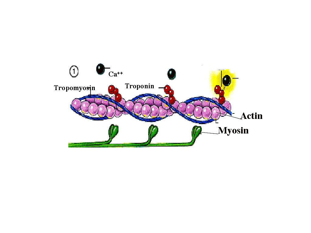 Белок миозин. F актин. Actin myosin Troponin. Тропонин 1. Тропонин 3.