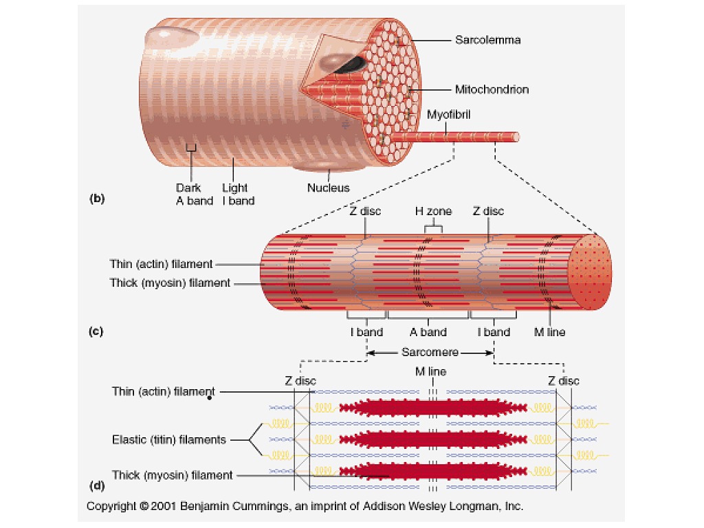 Muscle Contraction | Anatomy & Physiology | ShowMe