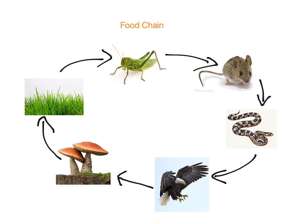 Окружающий мир цепи питания животных