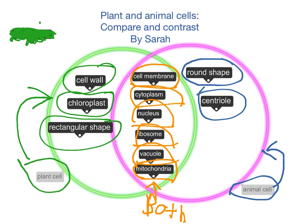 Plant and animal cells | Science, Cells | ShowMe