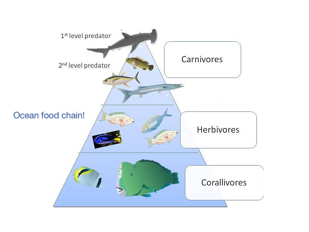 Carnivore food chain