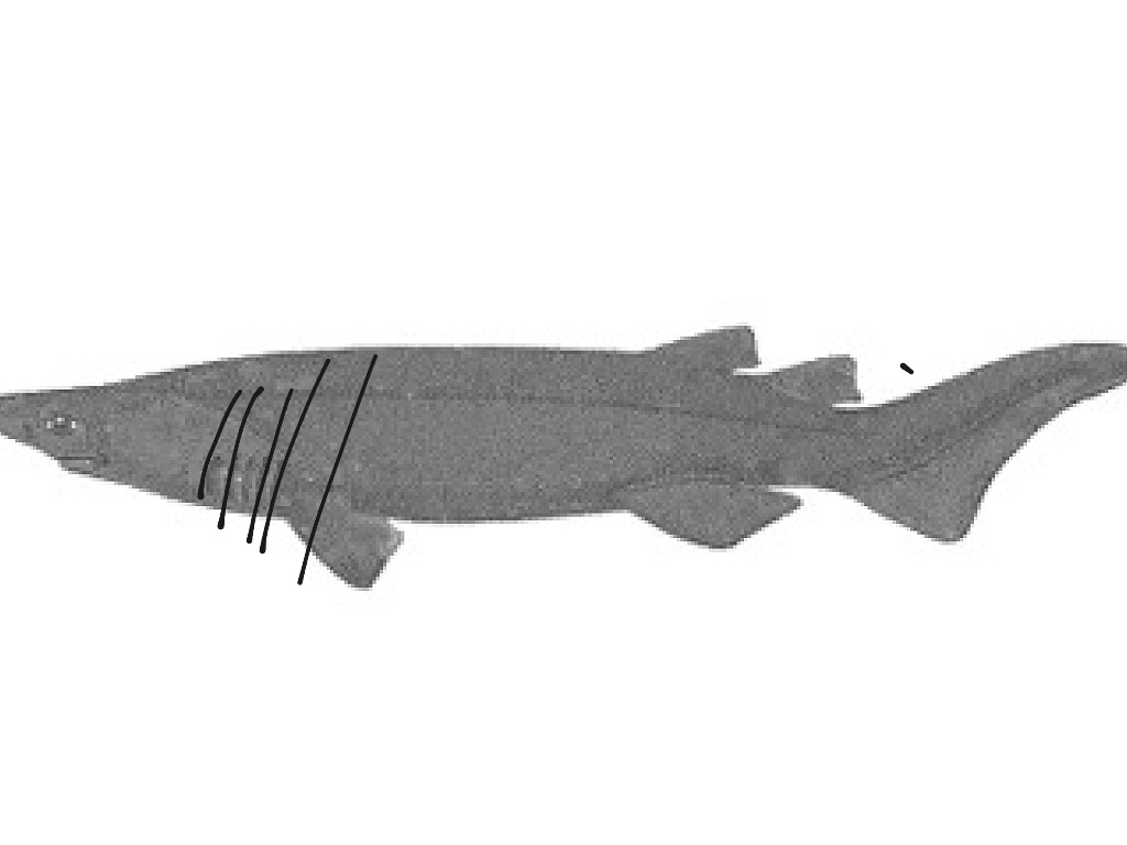most-viewed-thumbnail