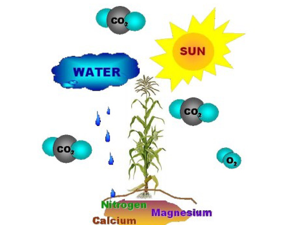 make-a-plant-science-showme