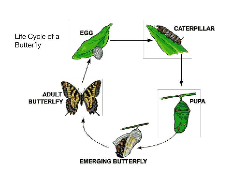 ShowMe - life cycle of butterfly
