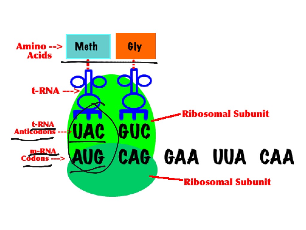 Кодон это в биологии. TRNA anticodon sequence. Ауг кодон. Кодон картинка. Кодон РНК Aug.