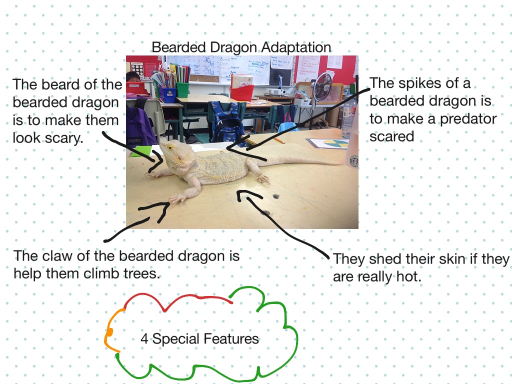 Bearded Dragon Adaptation Science Showme