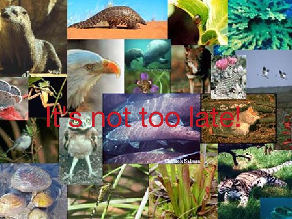Количество и разнообразие живых организмов на земле. Многообразие жизни на земле. Живые обитатели биосферы. Обитатели живой природы. Животный и растительный мир биосферы.