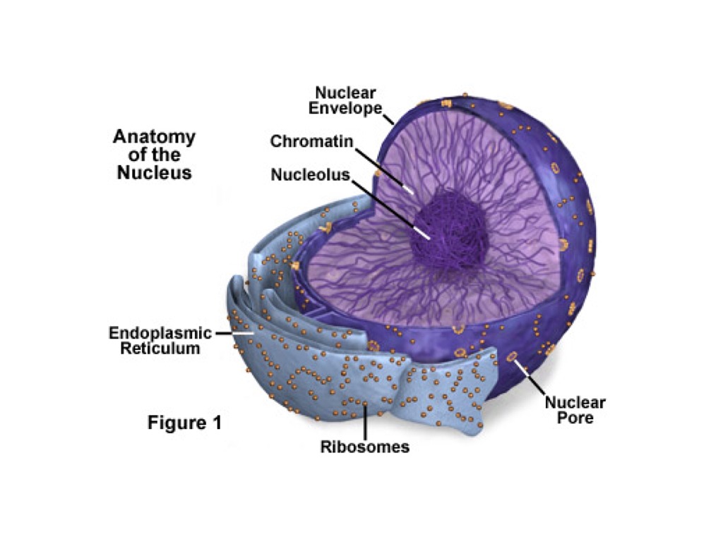 ShowMe - nucleus