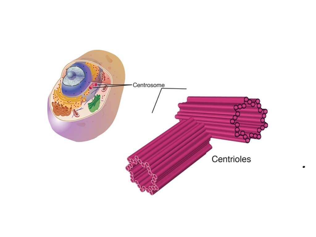 Клетка клеточный центр рисунок. Центриоль и центросома. Клеточные органоиды центриоли. Центросома в животной клетке. Клеточный центр рисунок.