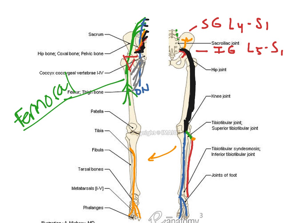 ShowMe - sacral plexus