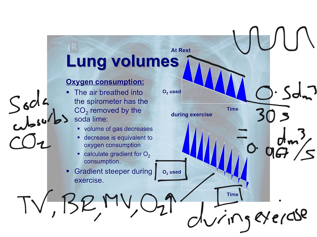 Spirometer Trace Science Biology Showme 8287