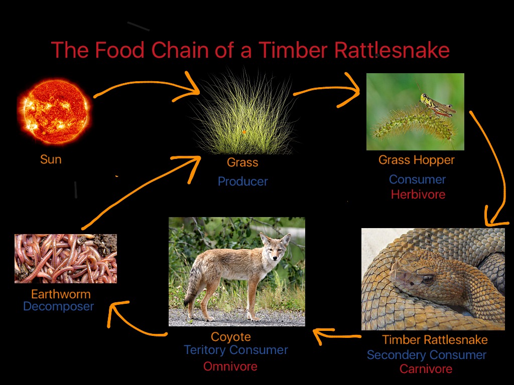rattlesnake food