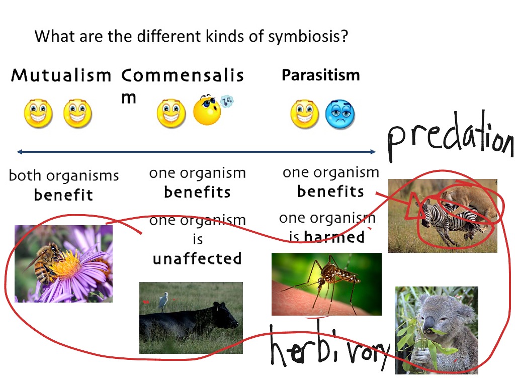 Symbiosis | Science | ShowMe